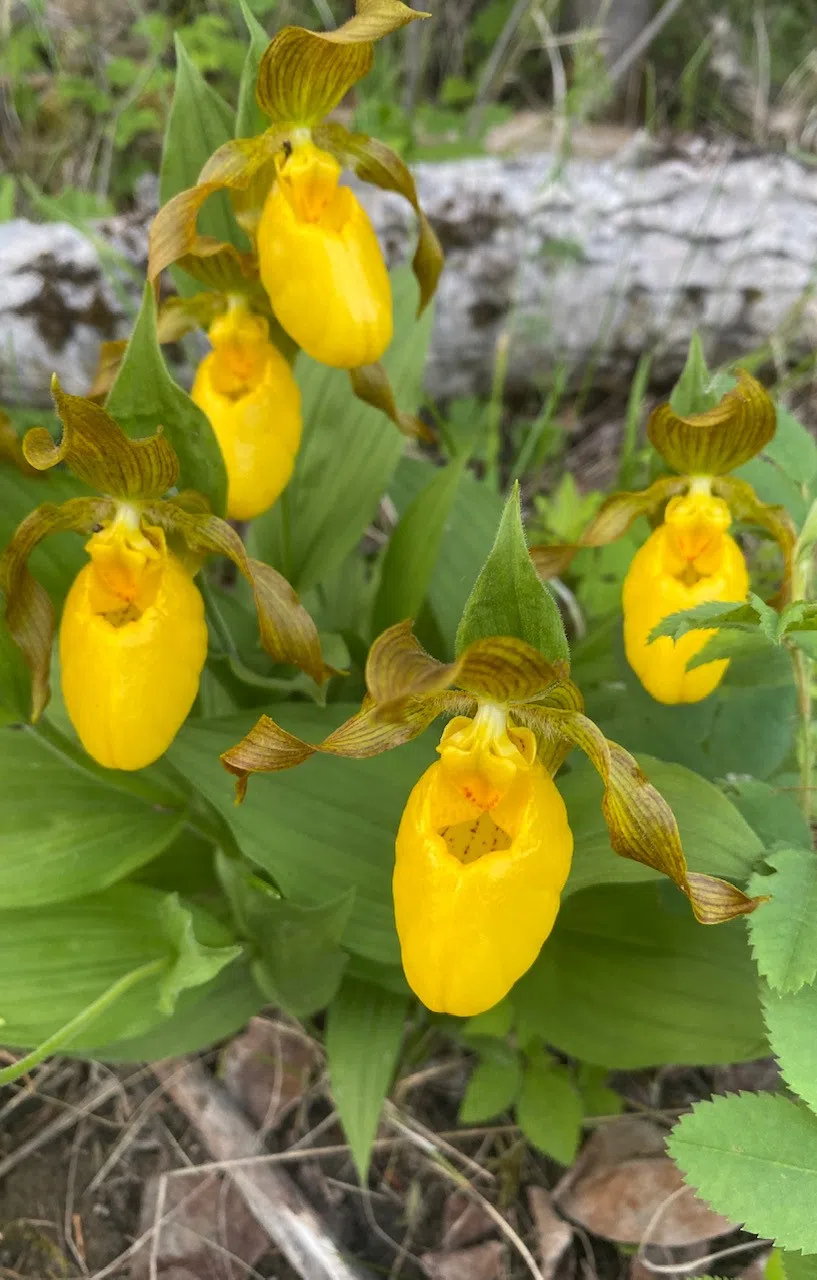 Yellow Lady Slippers