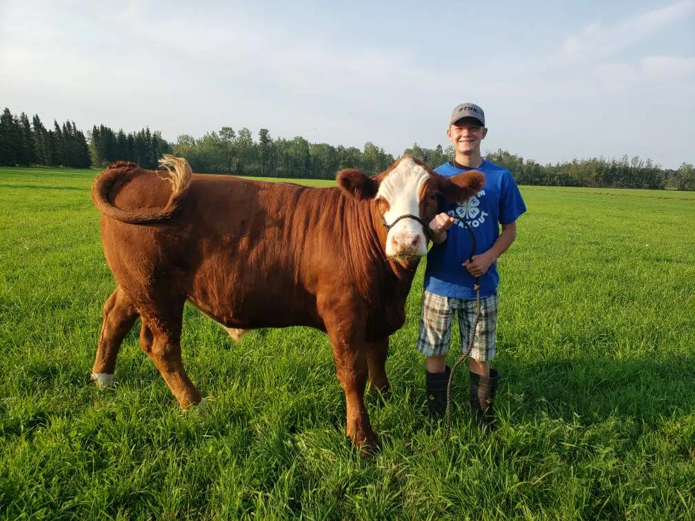 Dryden 4H Beef Club Preparing For Fall Fair Auction