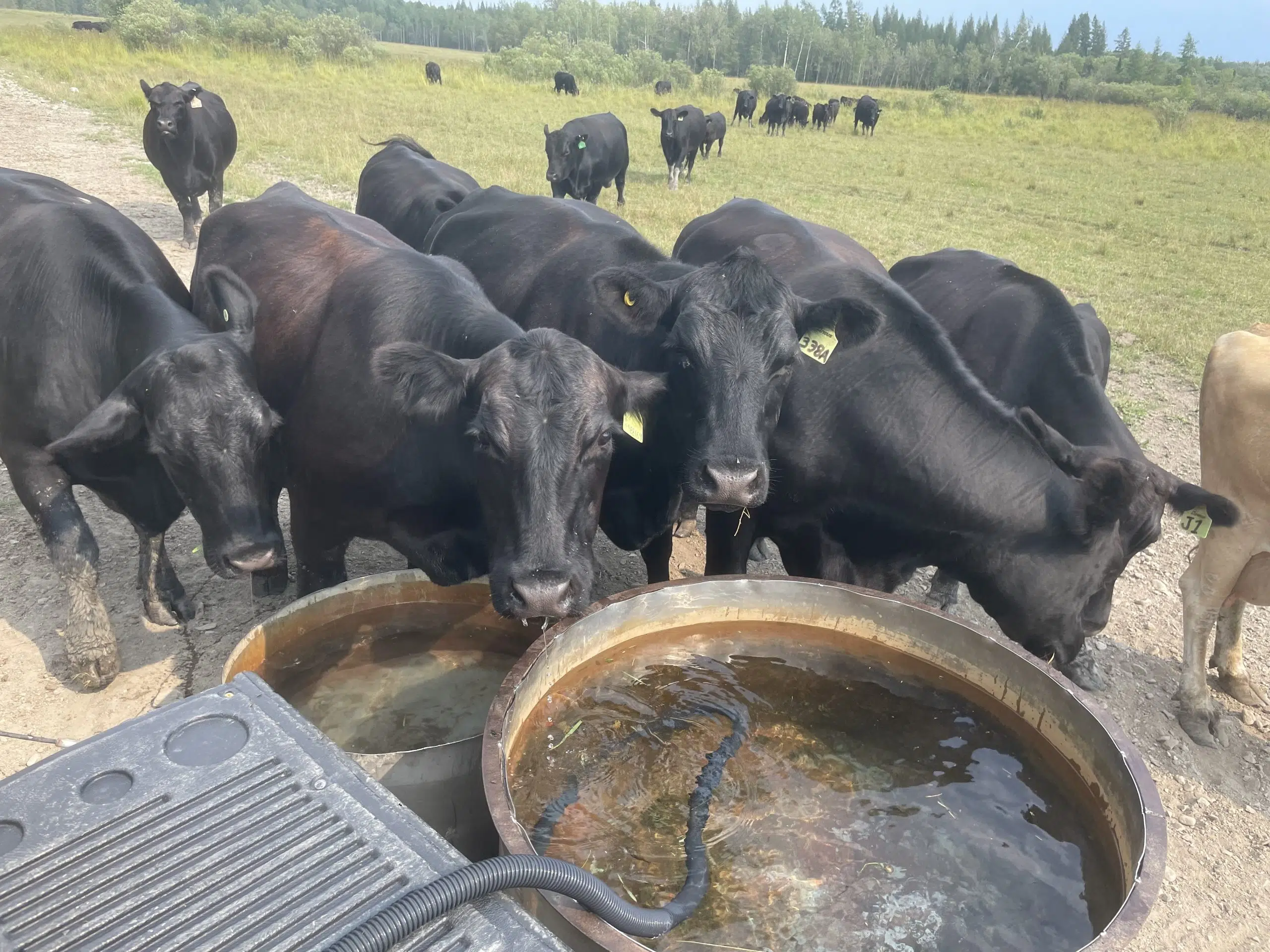 Local Beef Producer Reflects On 'Worst Drought In 150 Years'