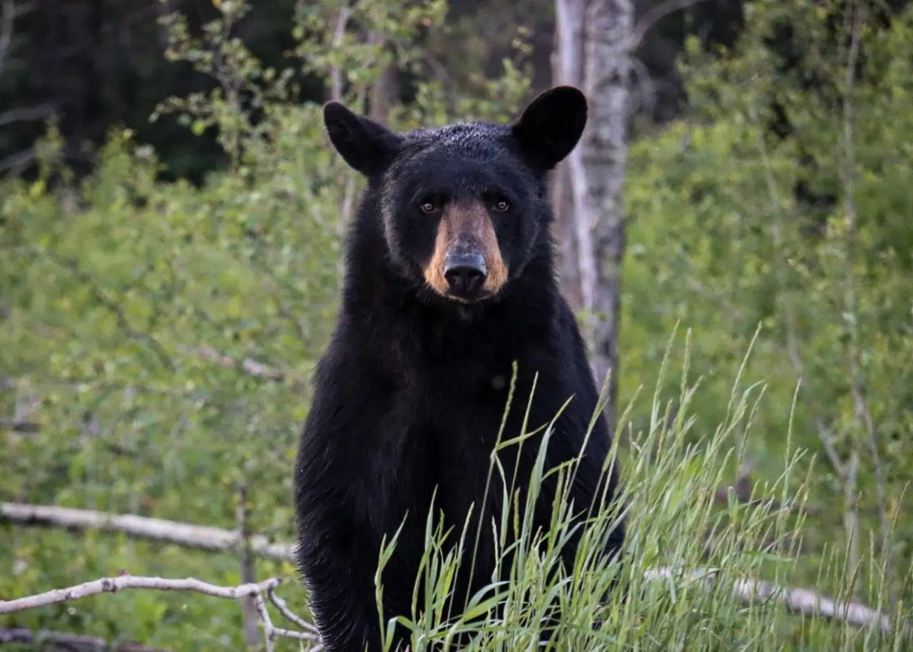 'Bear'ly Standing It'