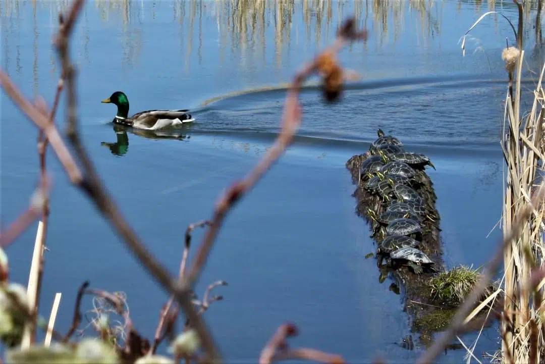 Laura Howe Marsh In Dryden