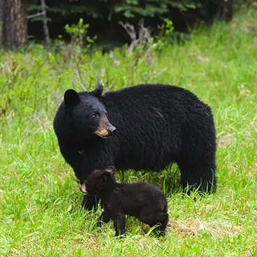 Tips To Avoid Bear Encounters This Season