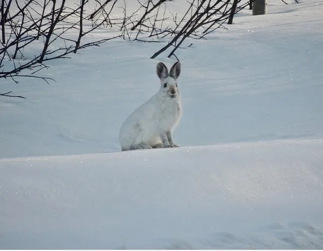 What's Up Doc?