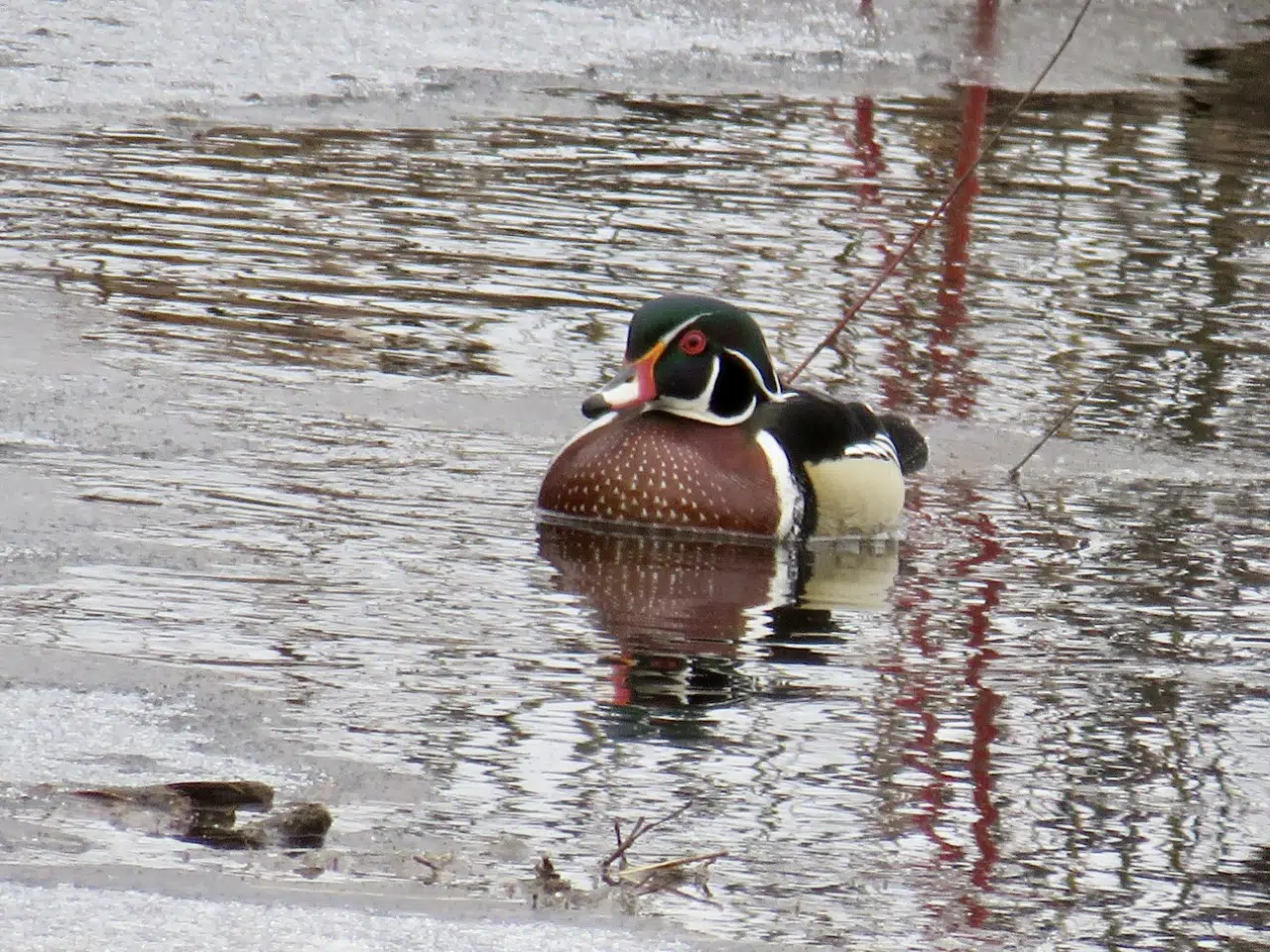 Wood Duck