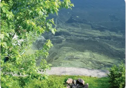 Blue-Green Algae Confirmed In Dryden Area Lake