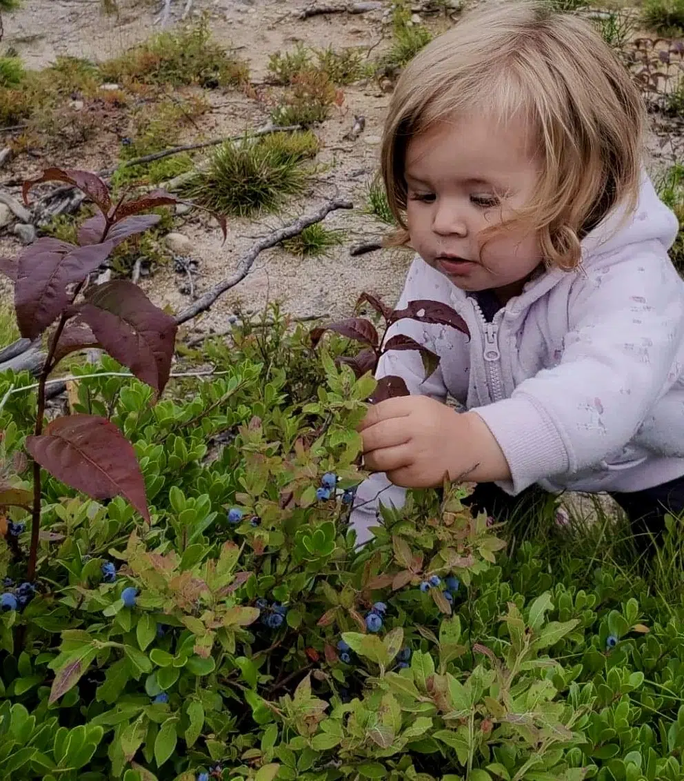 Sunset Country Blueberry Picker In Training