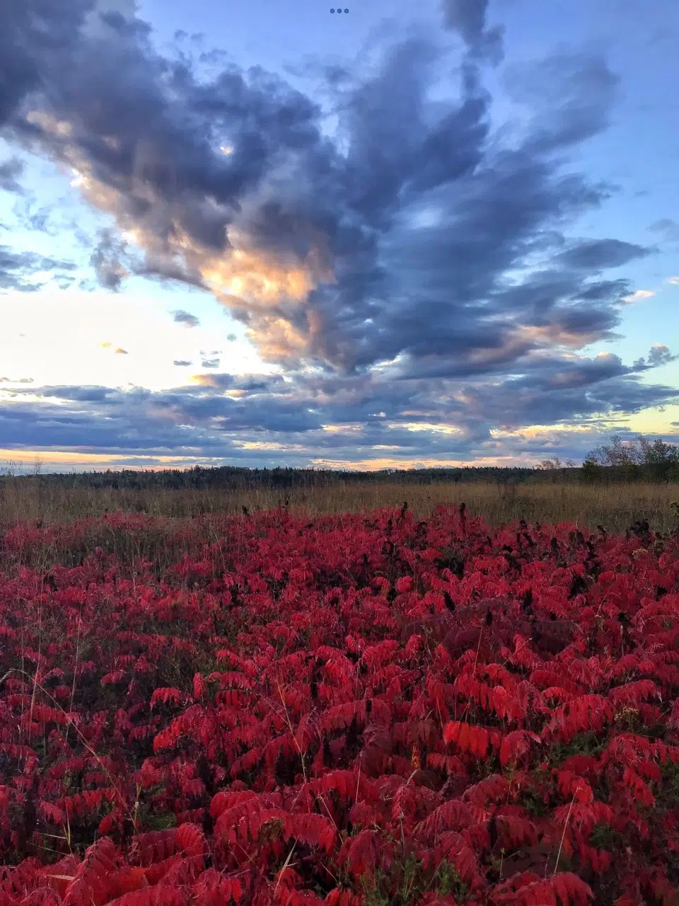 Sumacs Fall Colours - McKenzie Island