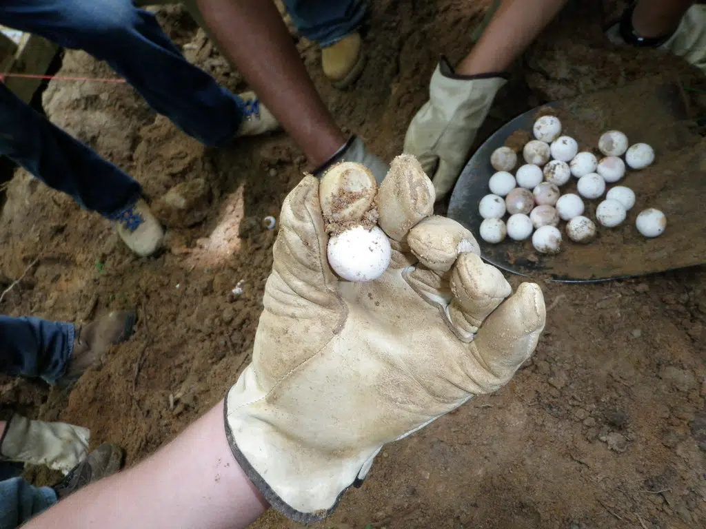 Transport Needed For Turtle Eggs From Dryden To Sudbury