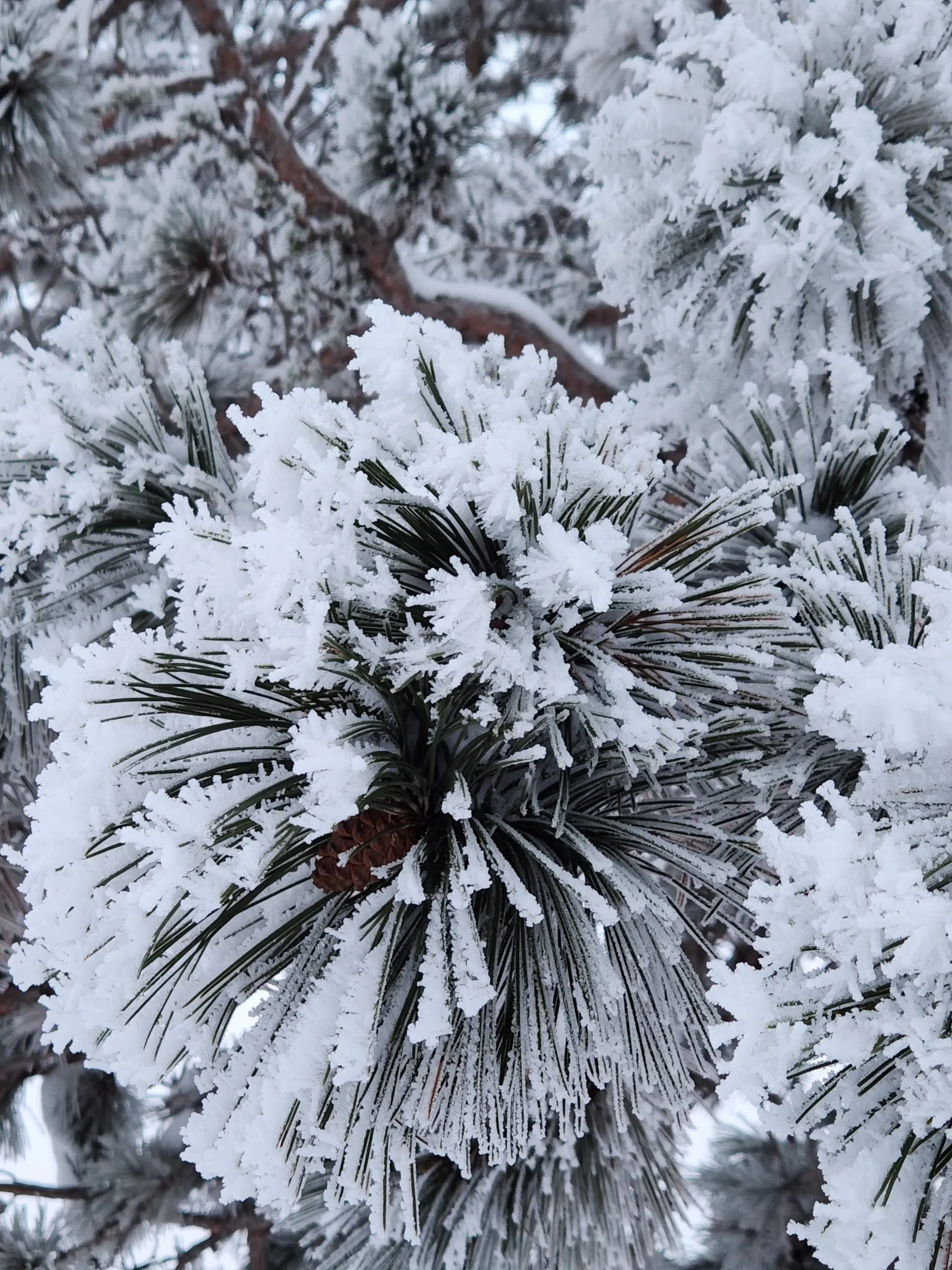 A Magical Forest