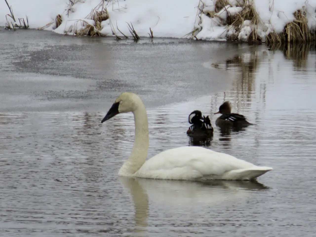 Atikokan - Signs Of Spring