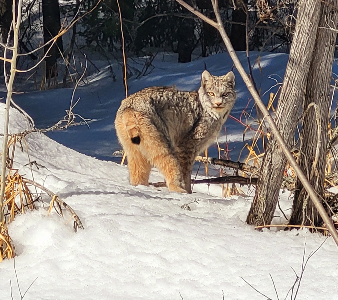 Wabigoon Lynx