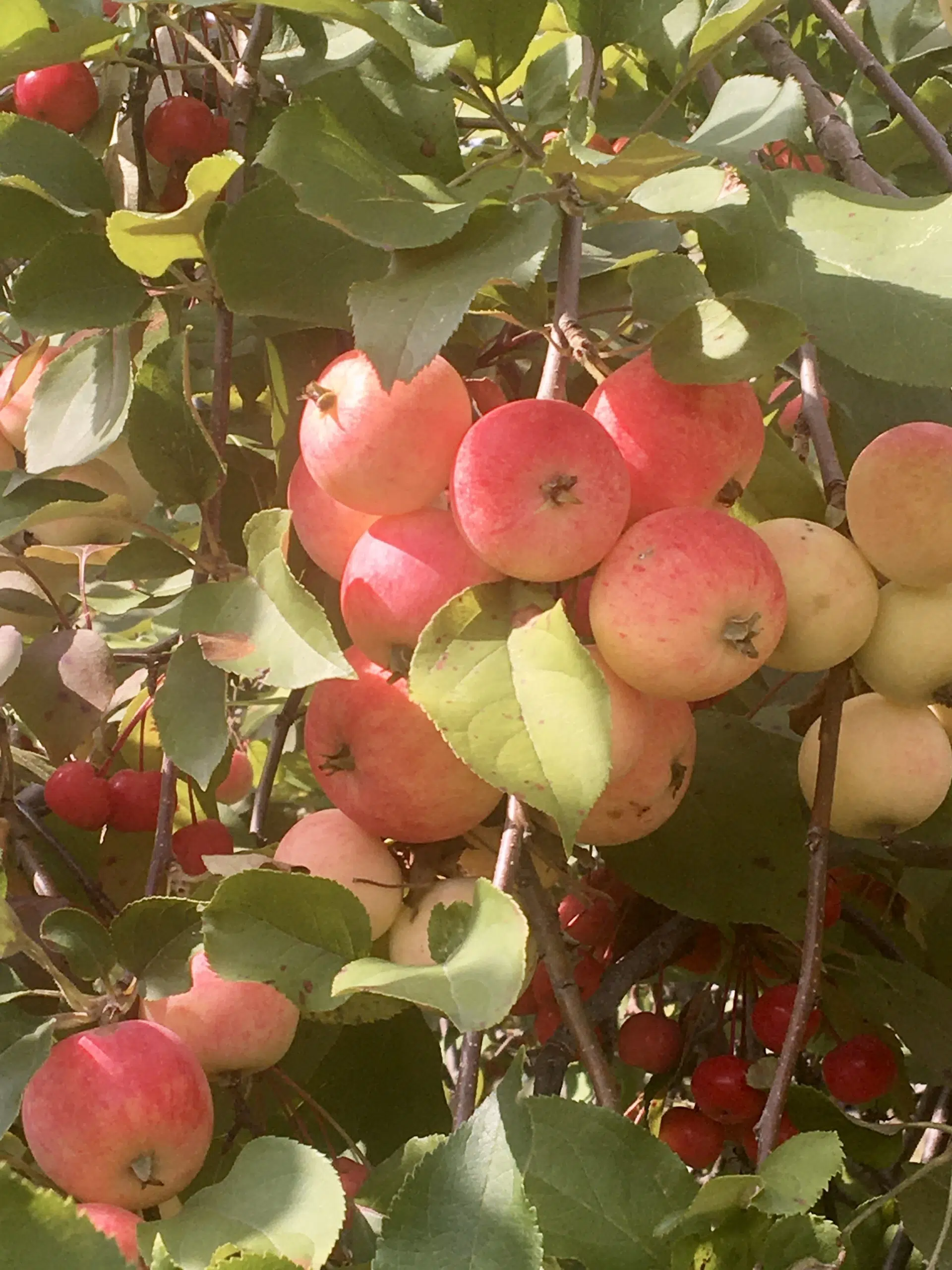 Eagle River Apples