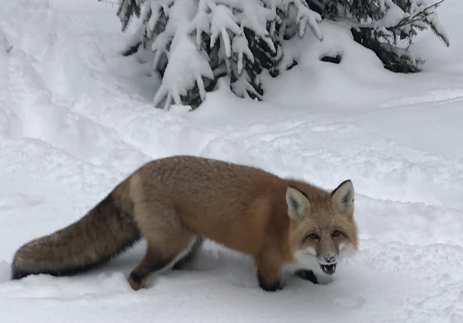 Close  Encounter In Red Lake