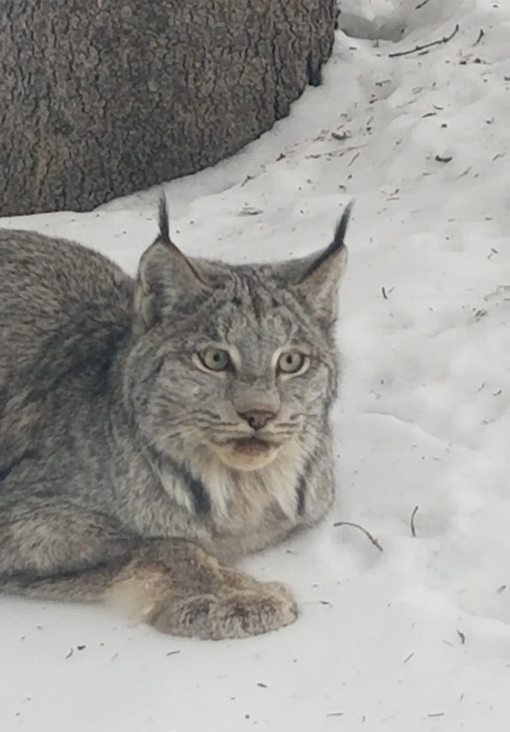 Eagle River Lynx