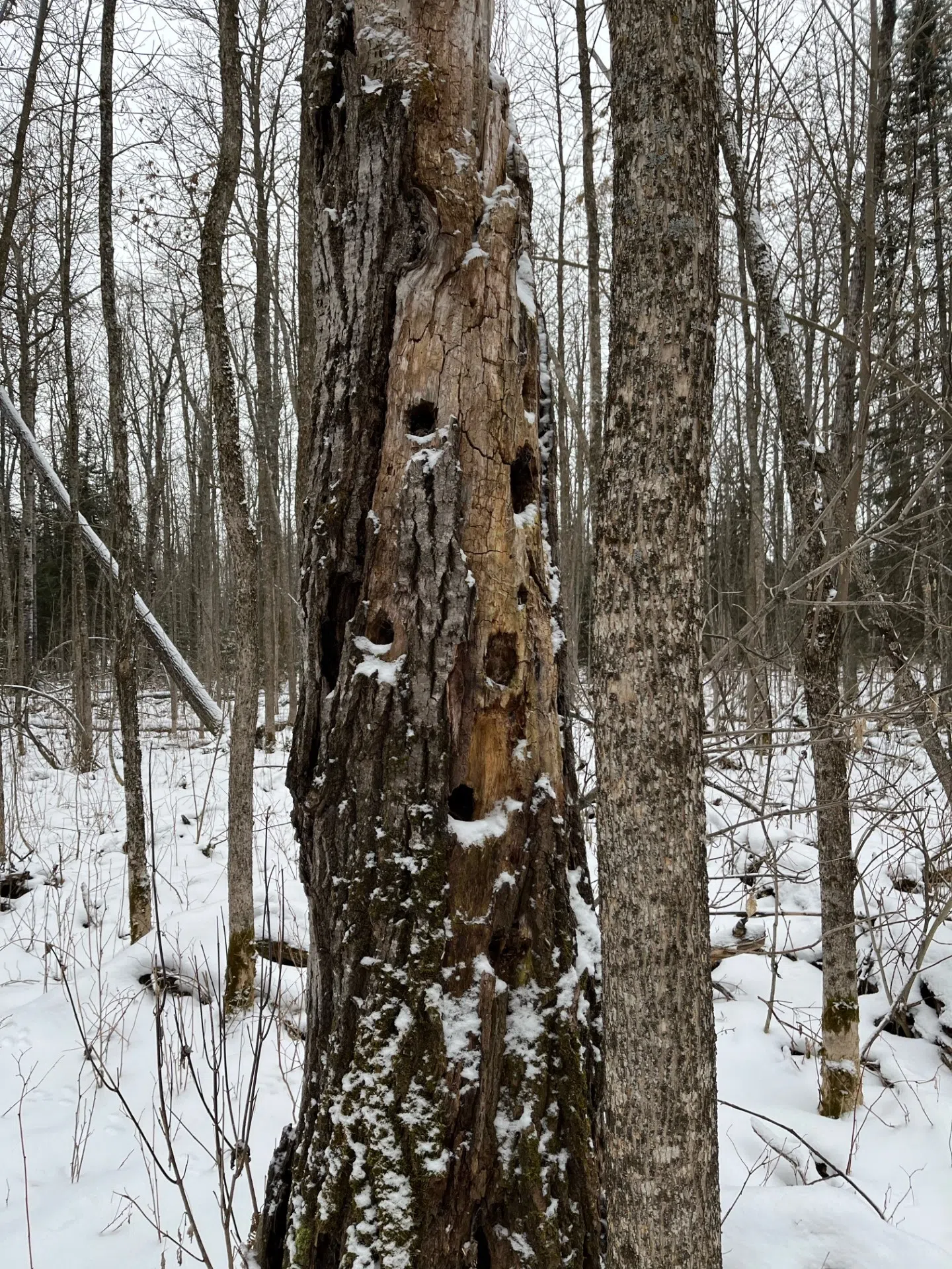 Woodpecker Sculpture