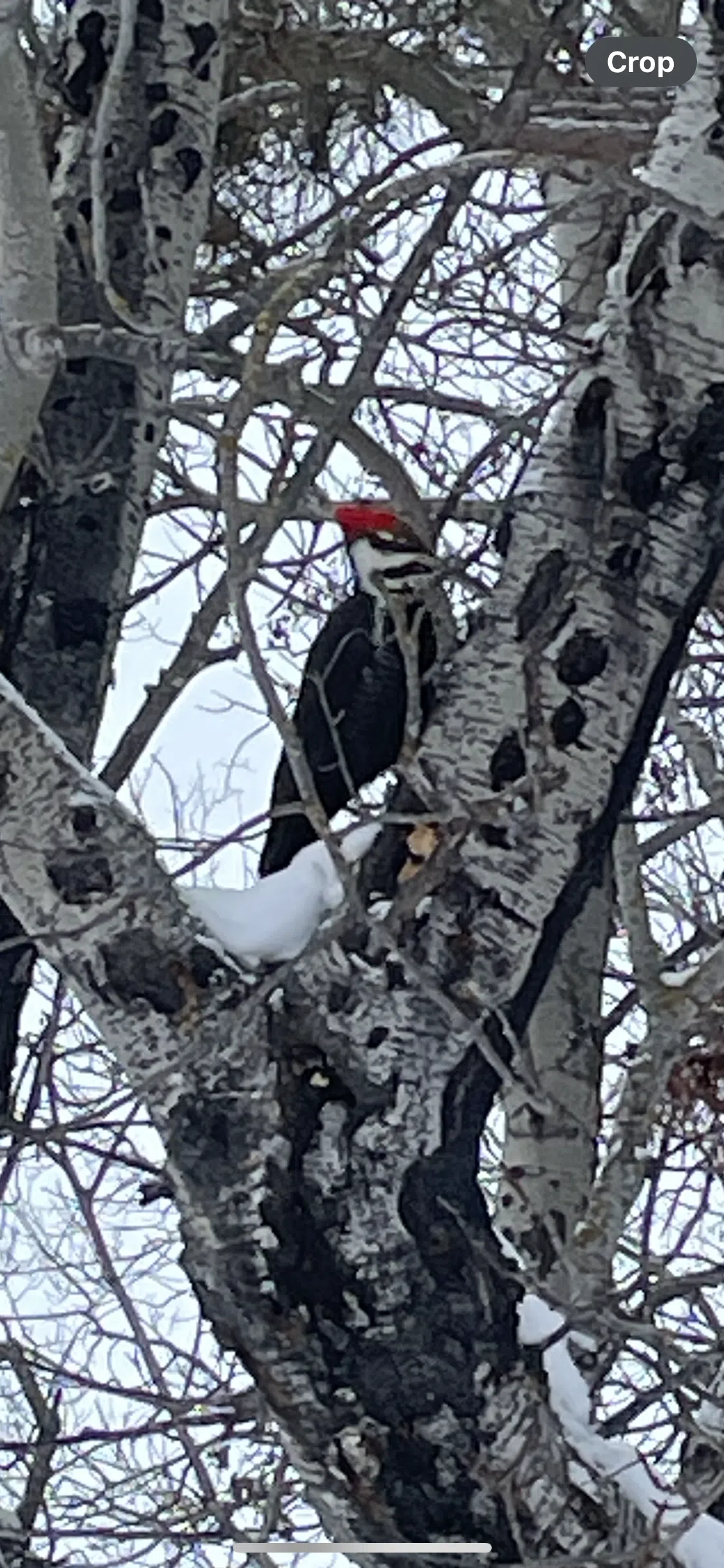 Pilated Woodpecker - Dryden