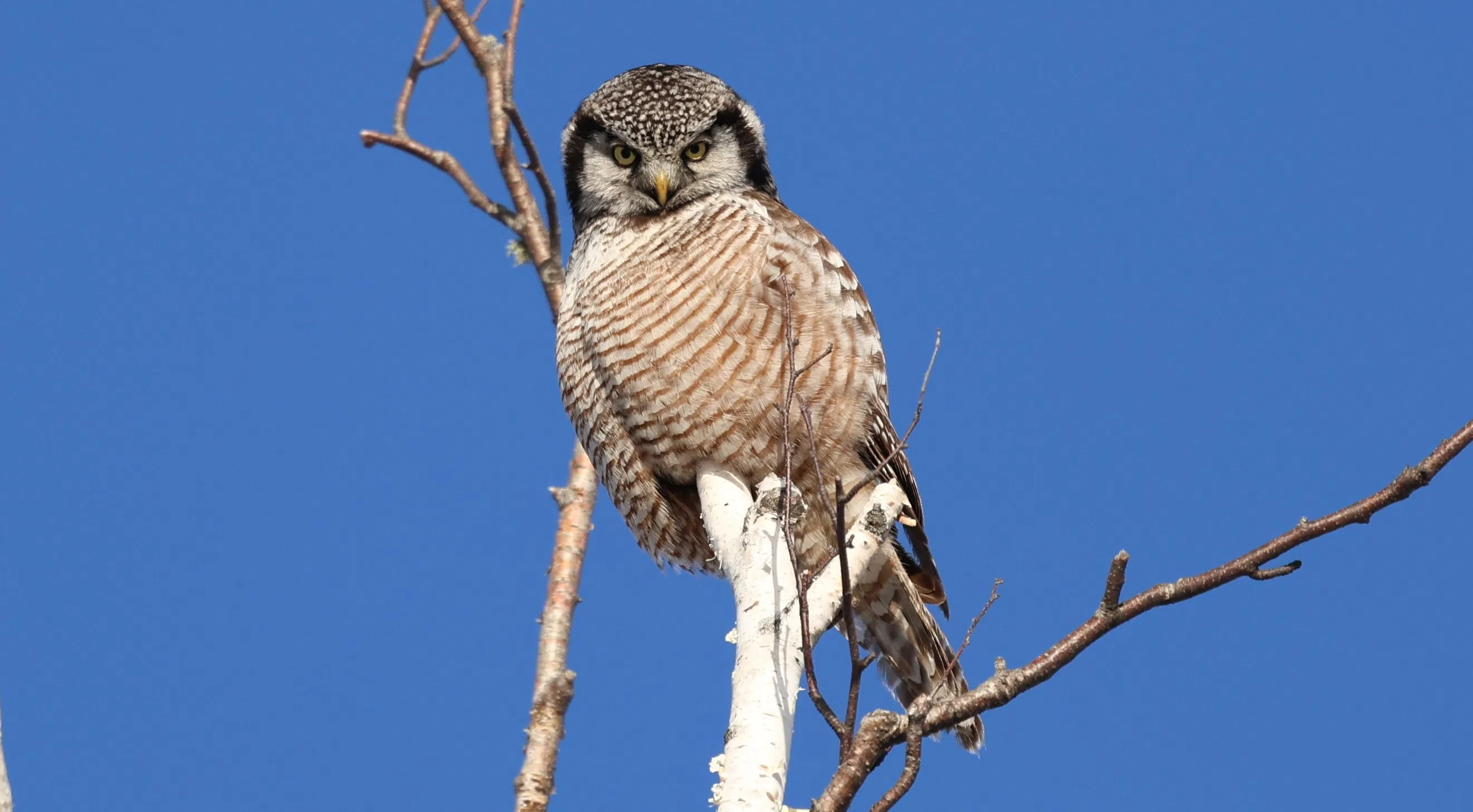 Northern Hawk Owl | CKDR