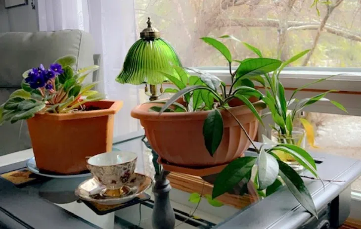 Tea Time With The Indoor Plants