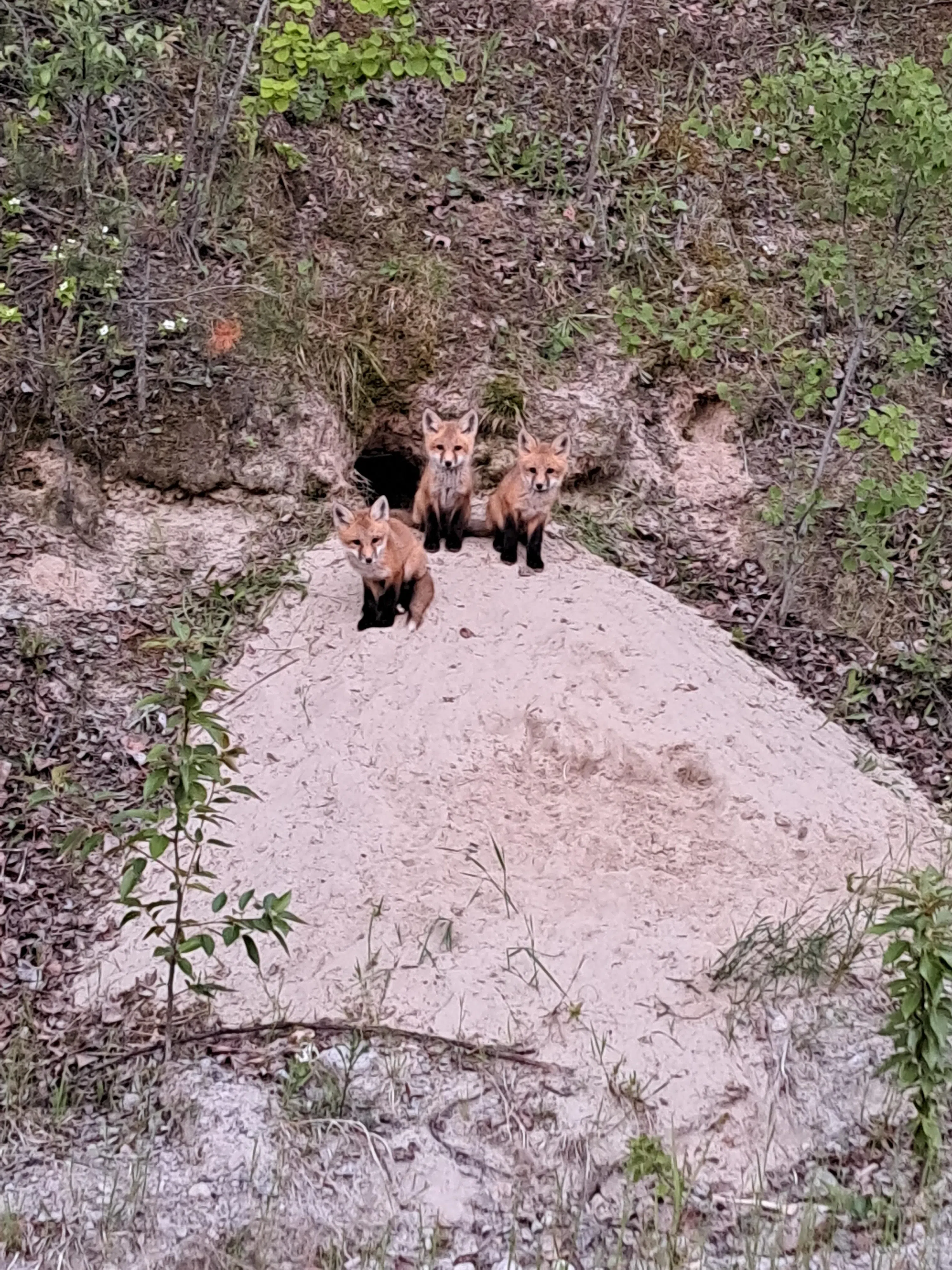 Baby Foxes