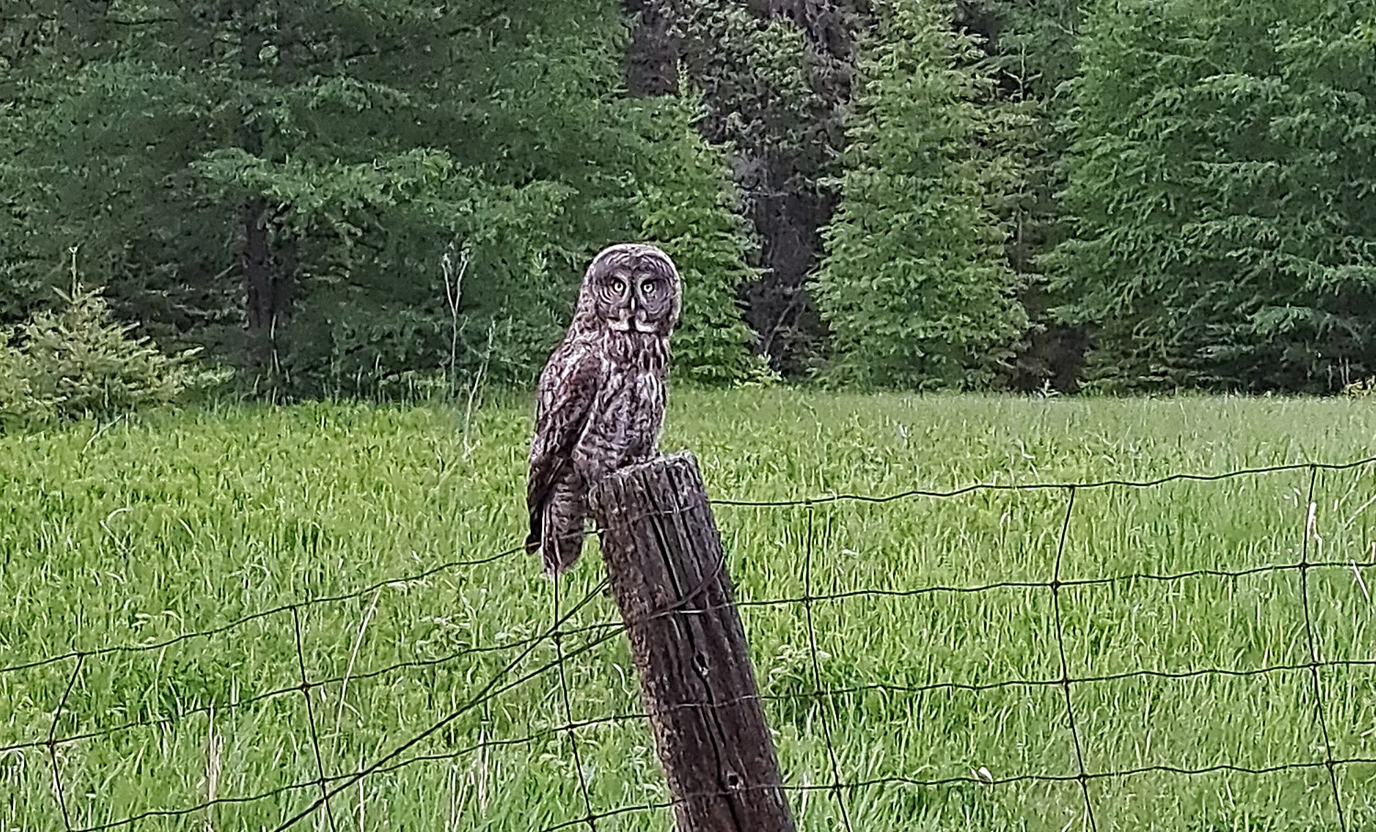 Great Gray Owl