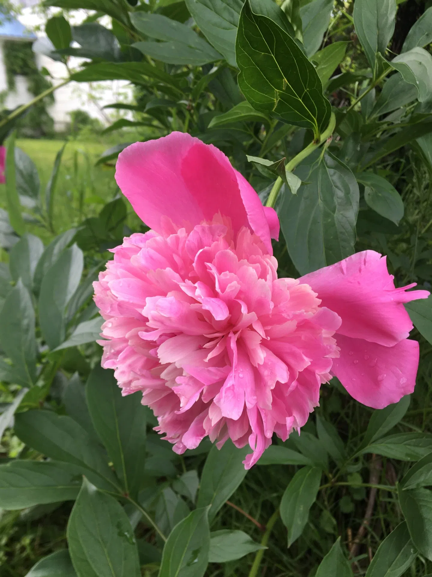 Eagle River Peony