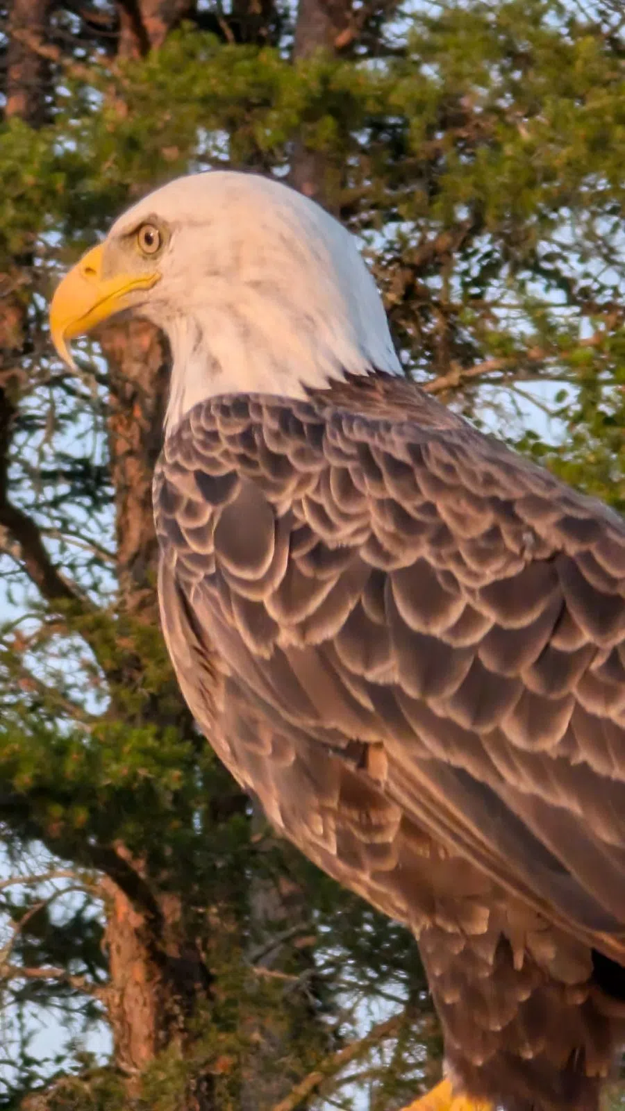 Eagle Lake Eagle