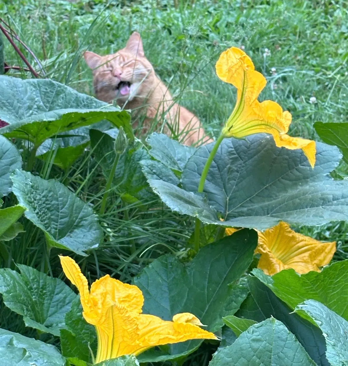 Growing Pumpkins In Oxdrift