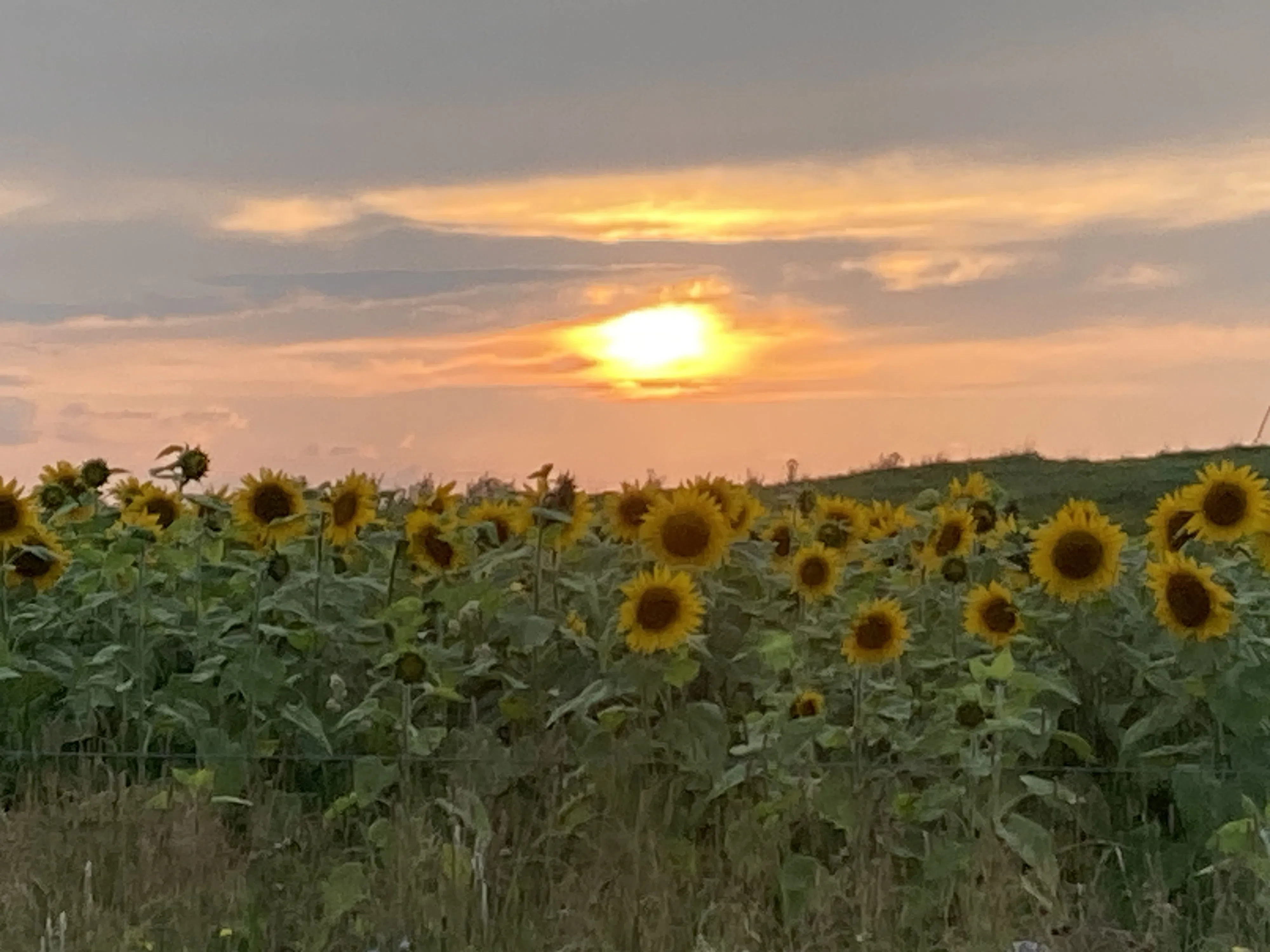 Sunflowers in Oxdrift