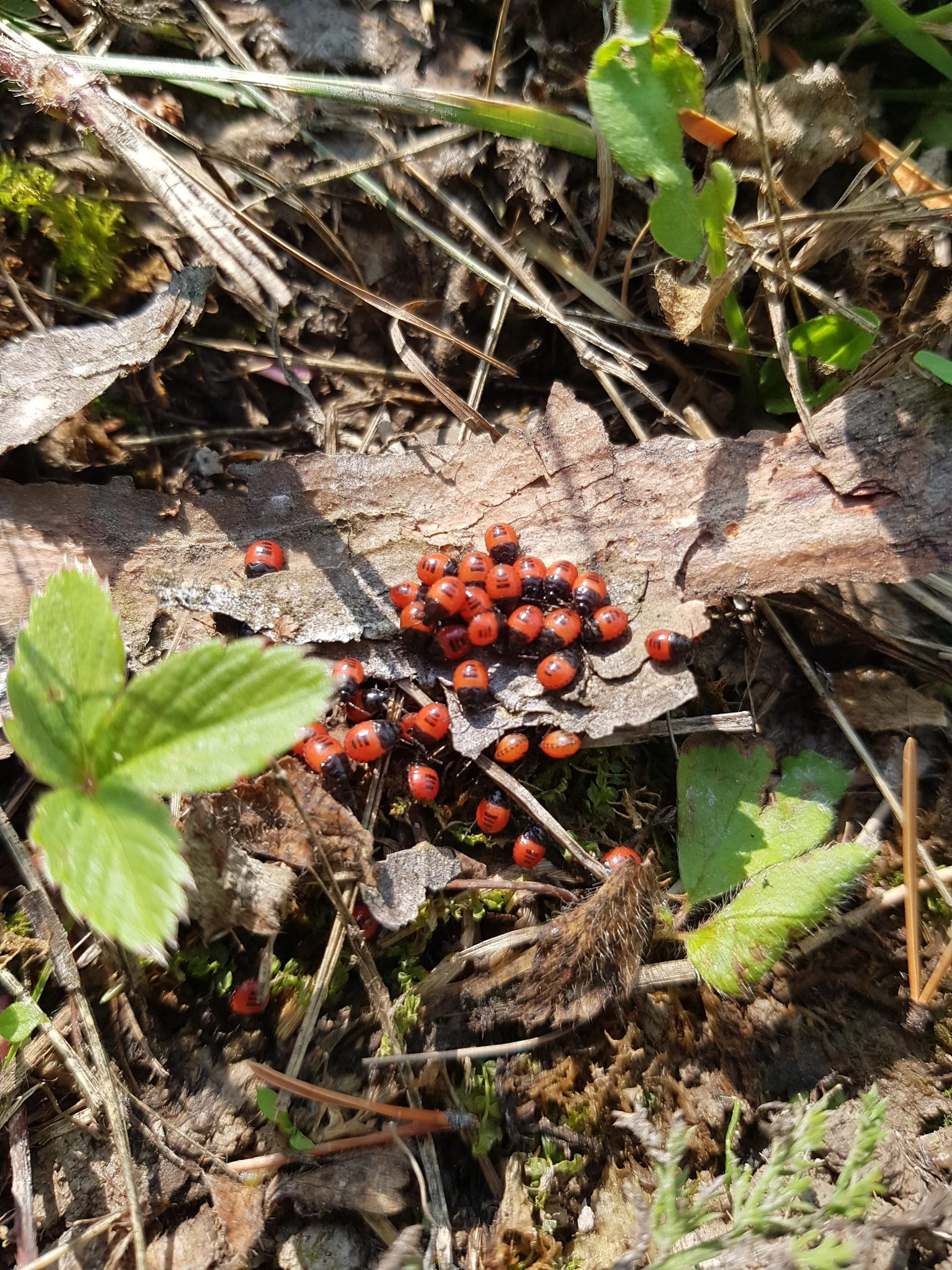 White-Margined Burrower Bugs in the Dryden area