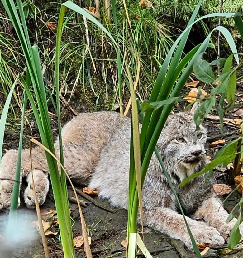 A Kitty Is Resting in Wabigoon