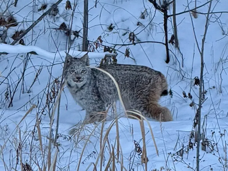 Large 'Kitty' - Eagle River Area