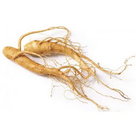 Comments Open for Special Registration of Ginseng Fungicide