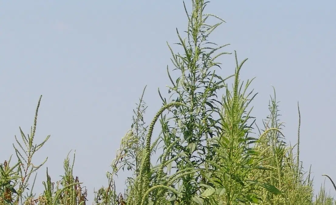 DATCP Cautions: Keep An Eye Out for Palmer Amaranth