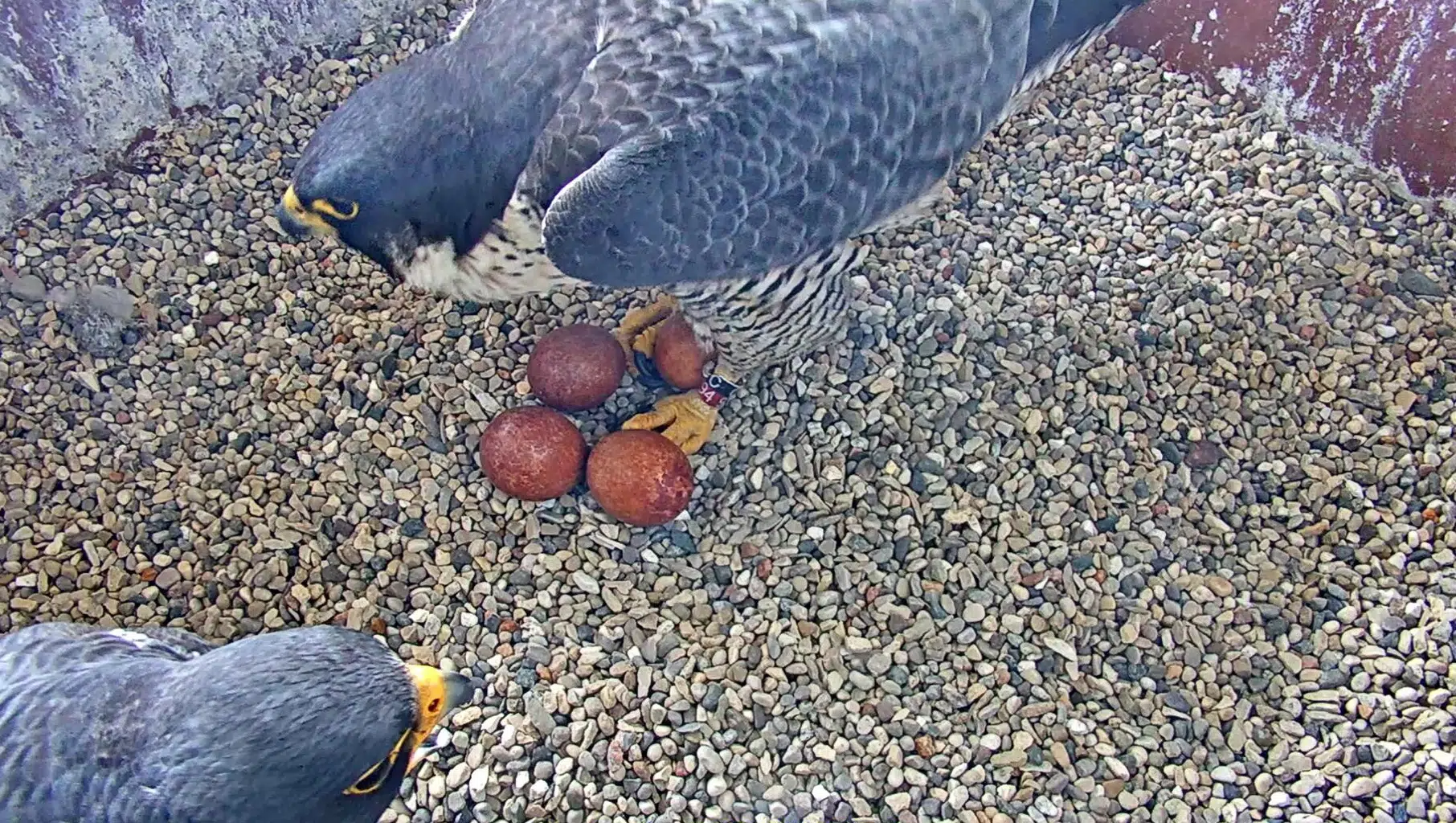 WPS Has Welcomed Their 100th Peregrine Falcon Chick