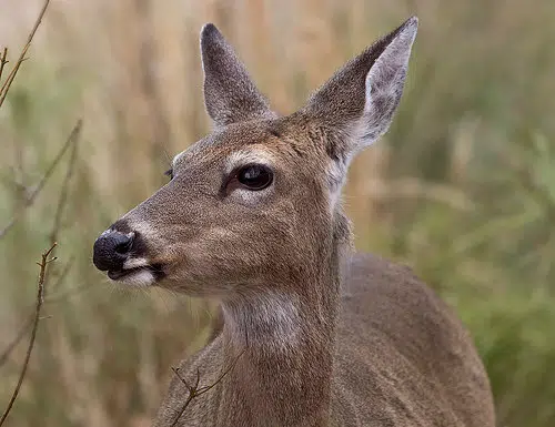 DNR Conservation Warden Talks Deer Hunting 