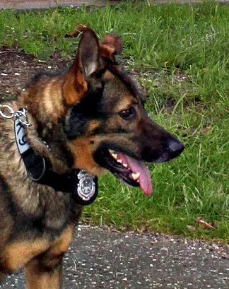 Police Dog, Officers Find Missing Child In Trempealeau County