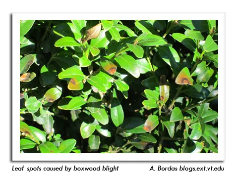 Boxwood Blight Found In Wisconsin