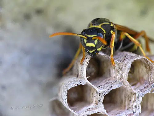 How to Deal With Wasp Stings