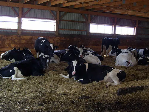 Manitowoc County Forage Council Dairy Cattle Feeding and Management Day Scheduled  