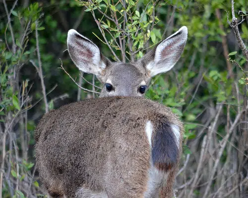 DNR Sets Aside Chronic Wasting Disease Rule For Deer Season 
