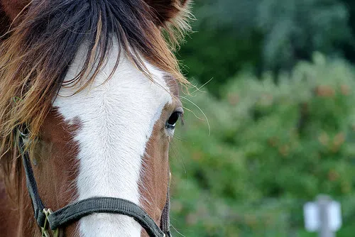 Horse-A-Rama Returns to Manitowoc County Expo Grounds