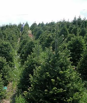 Christmas Tree Farm:  Dozens Of Trees Stolen