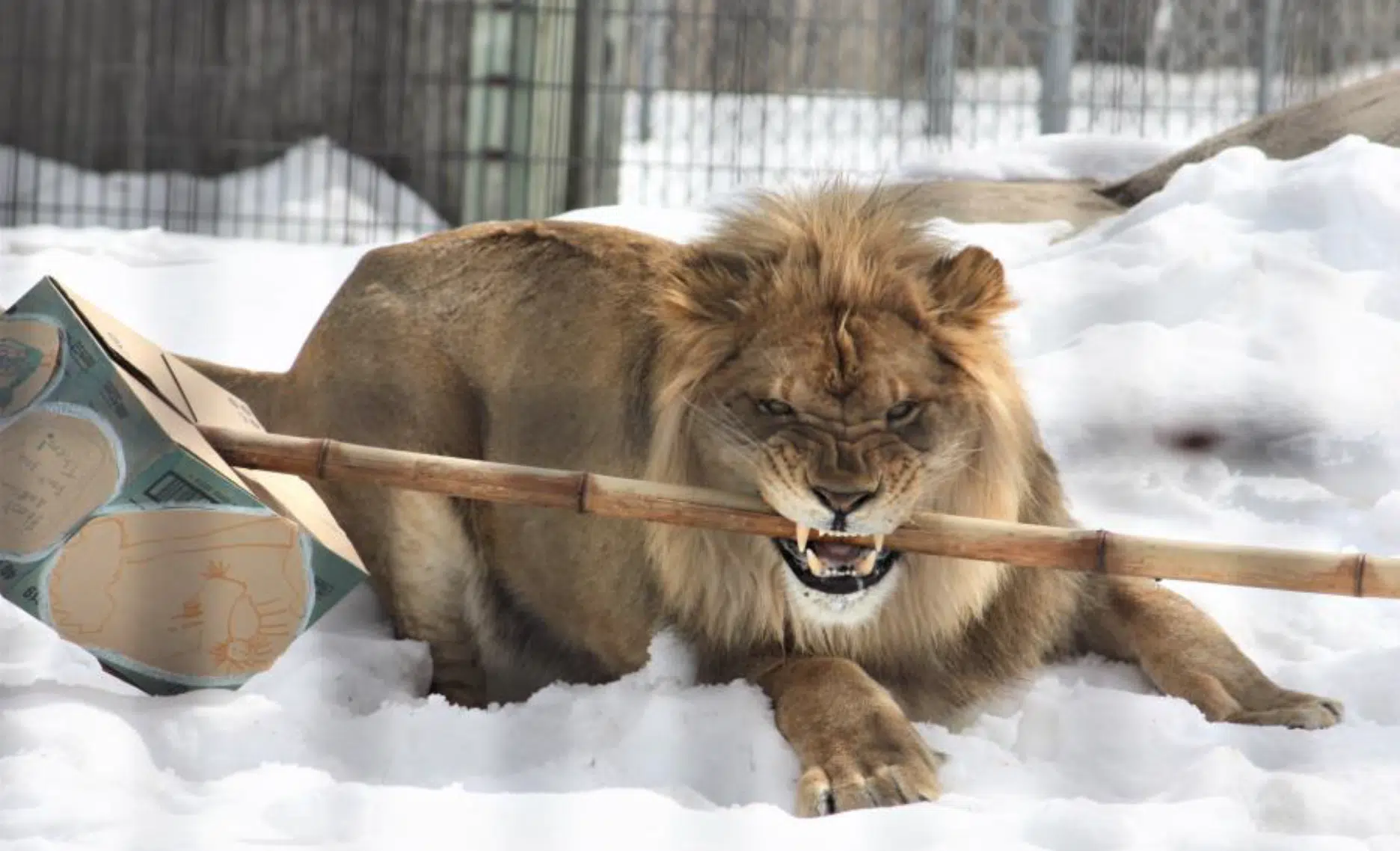 Visit The Animals At The New Zoo This Winter