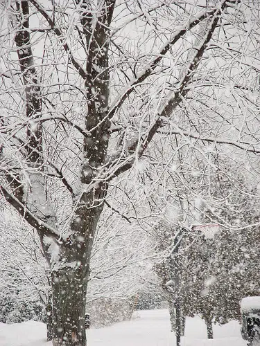 TCIA: Will the Snow on My Trees Harm Them?