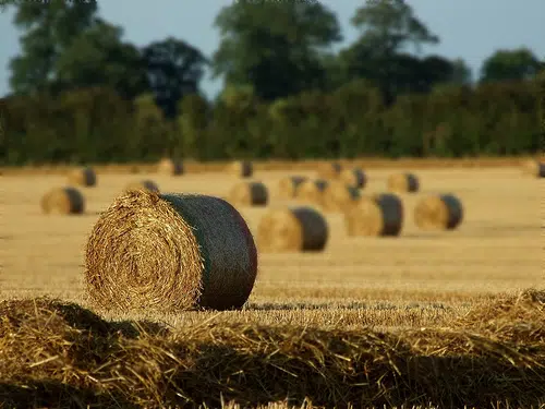 9-Year-Old Fond du Lac County Girl Injured After a 1,000 Pound Hay Bale Fell Over