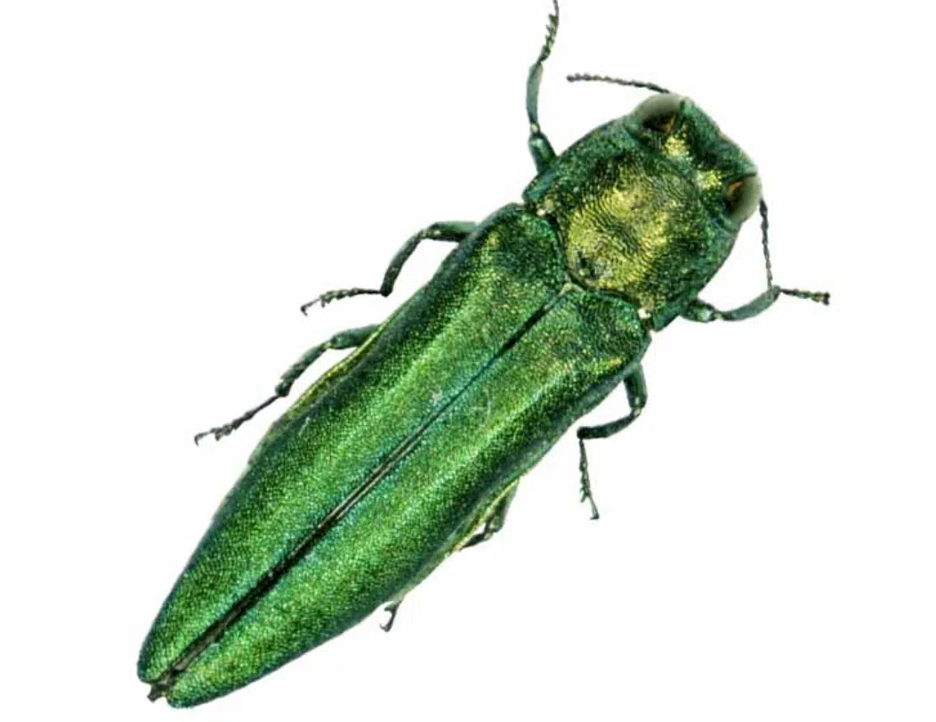 Extreme Cold Could Kill Invasive Emerald Ash Borer Larvae