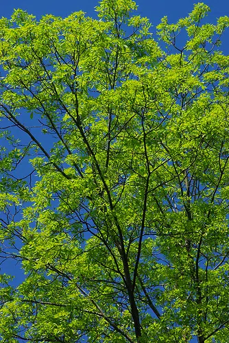 Governor Evers Touts 13 Million Trees Planted In 2022