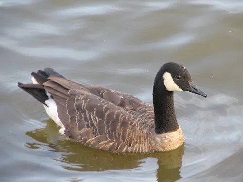Dead Bird Reports Rise Across Wisconsin