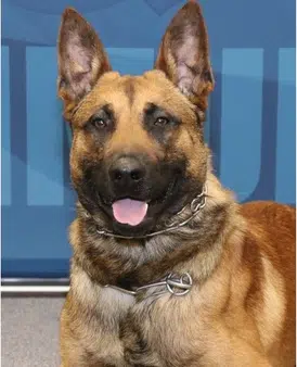 MPD Celebrating National Service Dog Month with Dine 4 The K9