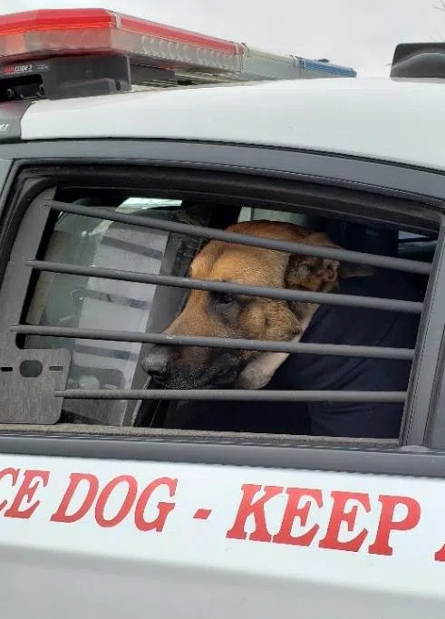 K-9 Pyro of the Green Bay Police Department, Recuperating at Home